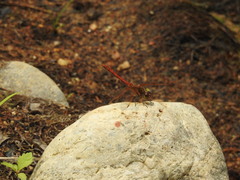 Sympetrum striolatum imitoides