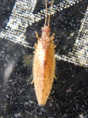 Micromus angulatus