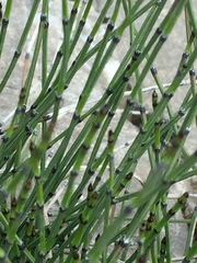 Equisetum variegatum variegatum