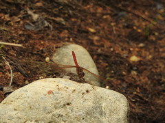 Sympetrum striolatum imitoides