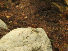 Sympetrum striolatum imitoides