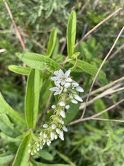 Lysimachia barystachys