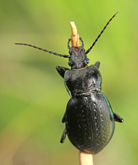 Carabus billbergi