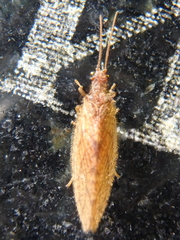 Micromus angulatus