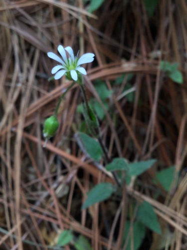Image of Stellaria cuspidata by (c) Erick Vélez Sánchez, some rights reserved (CC BY)