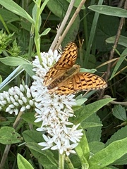 Lysimachia barystachys