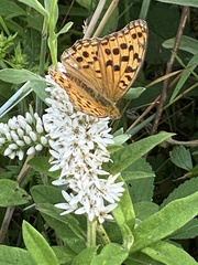 Lysimachia barystachys