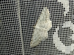 Horisme calligraphata