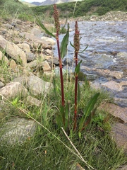 Rumex arcticus