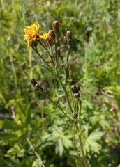 Crepis lyrata