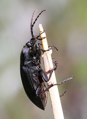 Carabus billbergi