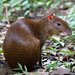 Central American Agouti - Photo (c) Peter Nijenhuis, some rights reserved (CC BY-NC-ND)