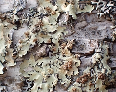 Tremella flavoparmeliae