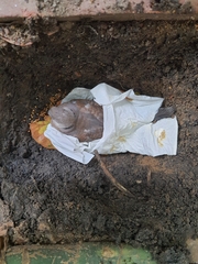 Streptopelia tranquebarica humilis