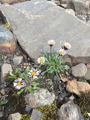 Erigeron humilis