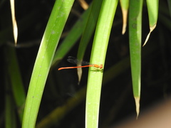 Ceriagrion nipponicum