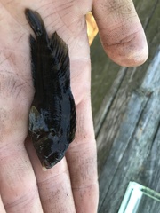 Hypleurochilus geminatus