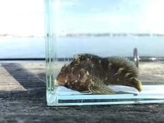 Hypleurochilus geminatus