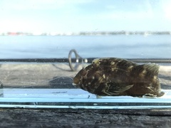 Hypleurochilus geminatus