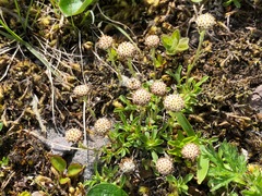 Antennaria monocephala