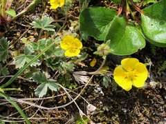 Potentilla × villosula