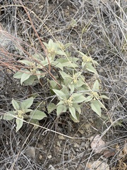 Croton pottsii