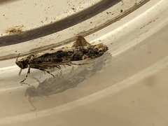 Coleotechnites atrupictella