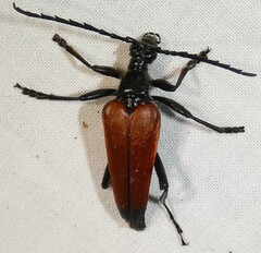 Stenelytrana emarginata