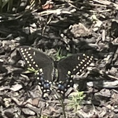 Papilio polyxenes