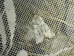 Agrotis simplonia