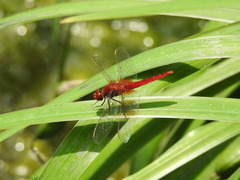 Crocothemis servilia