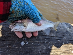 Genyonemus lineatus