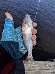 Genyonemus lineatus