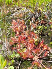 Drosera rotundifolia image