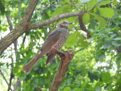 Hypsipetes amaurotis