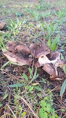 Tricholoma albobrunneum
