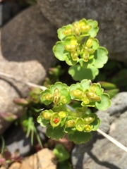 Chrysosplenium tetrandrum