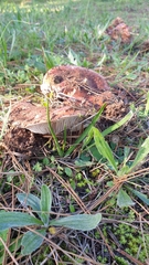 Tricholoma albobrunneum