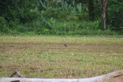 Tigrisoma mexicanum