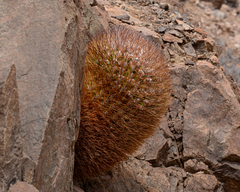 Eriosyce rodentiophila