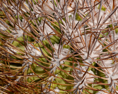 Eriosyce rodentiophila