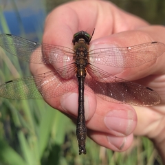 Cordulia aenea aenea