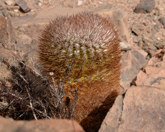 Eriosyce rodentiophila