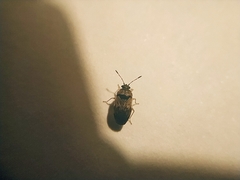 Hyalochilus ovatulus