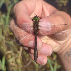 Cordulia aenea aenea