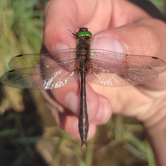 Cordulia aenea aenea