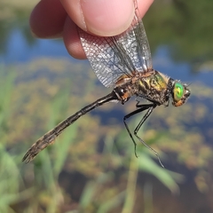 Cordulia aenea aenea