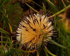 Gypothamnium pinifolium