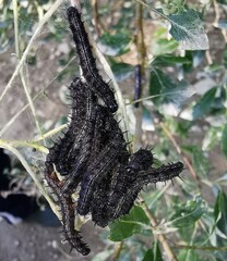 Nymphalis xanthomelas