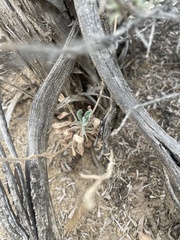 Boechera quadrangulensis